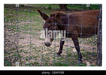 Brauner Esel grast hinter einem Drahtzaun im Texas Hill Country Stockfoto