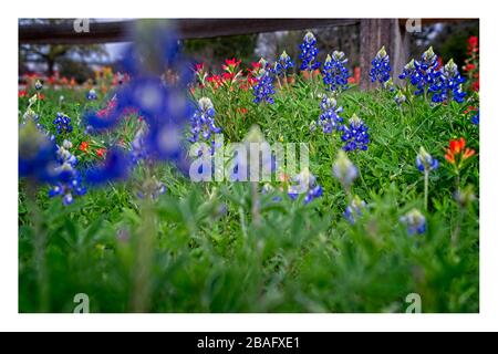 Texas bluebonnets, indischer Pinsel wilde Blumen durch Landstraße mit geteiltem Schienenzaun. Stockfoto