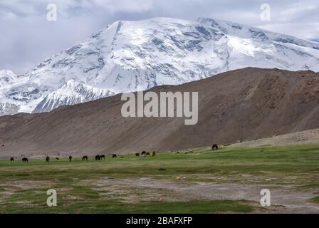 Karakoram-Berge. Im Vordergrund Weide mit Weidepferden, im Hintergrund schneebedeckte Berggipfel. Präfektur Altay, Xinjiang, Ch Stockfoto