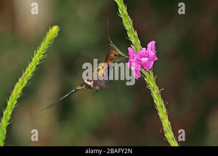 Wire-crested Thorntail (Discosura popelairii) Erwachsene Männer hoveing, Fütterung in Flower Arena Blanca Private Reserve, Peru Februar Stockfoto