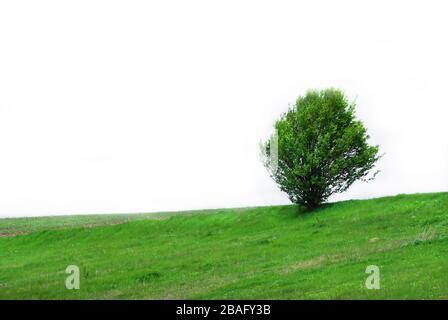Einzelner grüner Baum auf dem Gras isoliert auf Weiß Stockfoto