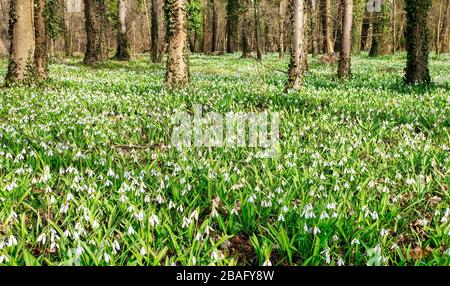ALCSUTDOBOZ, UNGARN - 1. MÄRZ: Am Arboretum von Alcsutdoboz sind am 1. März 2020 in Alcsutdoboz, Ungarn, Schneefälle in Blüte. Stockfoto