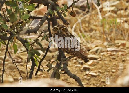 Der Erwachsene, der eine grassende Eule (Athene cunicularia) hat, thront auf dem niedrigen Ast im Busch Rafan, Peru Februar Stockfoto