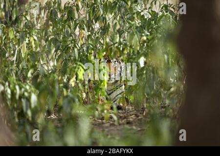 Tigress Machali aus Bengalen beobachtet neben den Bäumen in der Nähe des Rajbaug Gebiets, des Ranthambhore-Waldes, Indien eine Beute. Stockfoto