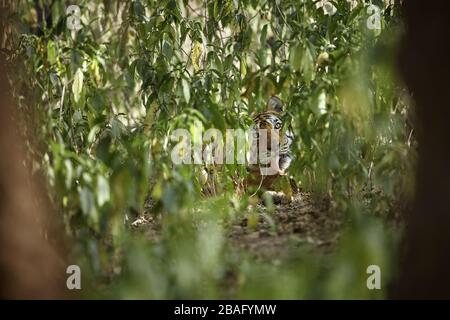 Tigress Machali aus Bengalen beobachtet neben den Bäumen in der Nähe des Rajbaug Gebiets, des Ranthambhore-Waldes, Indien eine Beute. Stockfoto