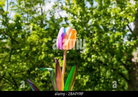 Schöne Tulpe mit mehrfarbigen Kronblättern, Blume in einem frühlingsgrünen Garten. Stockfoto