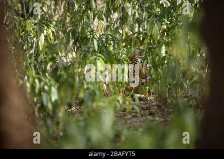 Tigress Machali aus Bengalen beobachtet neben den Bäumen in der Nähe des Rajbaug Gebiets, des Ranthambhore-Waldes, Indien eine Beute. Stockfoto