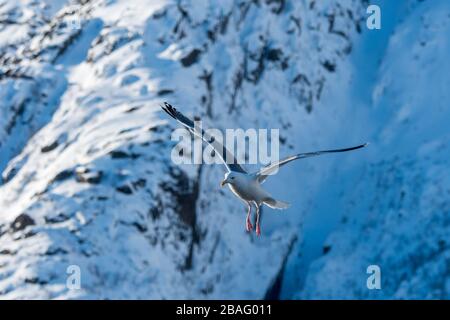 Ein europäischer Heringsgull (L. argentatus) auf dem Flug in der Nähe des Trollfjords auf der Insel Austvag auf den Lofoten Inseln, Nordland County, Norwegen. Stockfoto