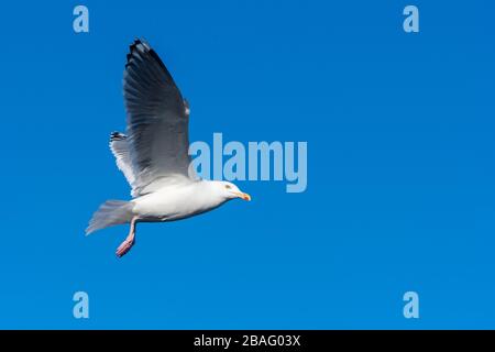 Ein europäischer Heringsgull (L. argentatus) auf dem Flug in der Nähe des Trollfjords auf der Insel Austvag auf den Lofoten Inseln, Nordland County, Norwegen. Stockfoto