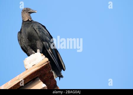 Ein Schwarzer Geier (Coragyps atratus), auch als amerikanischer Schwarzer Geier bekannt, thront auf einem Dach in Nicaragua entlang der Küste. Stockfoto