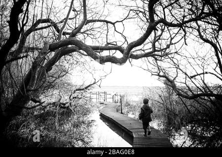 Kleines Kind in den kleinen Bächen auf einer Holzboardpromenade/ Pfad durch die Bäume eines Feuchtgebiets Naturschutzgebiet in Magor, ein SSSI in der Nähe der Severn Mündung Stockfoto