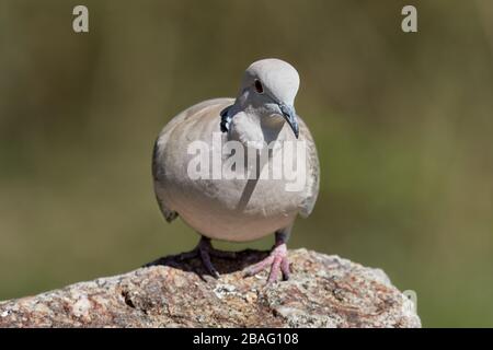 Eurasische, auf einem Felsen mit natürlichem grünem Hintergrund stehende Kragtaube (Streptopelia decaocto) Stockfoto