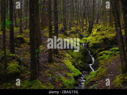 Moosiger grüner Wald und kleiner Bach vom Glencoe Lochan Trail, in den schottischen Highlands, in Schottland Stockfoto