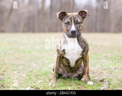 Ein bunter und weißer Pit Bull Terrier Mixed Breed Welpe im Freien sitzend Stockfoto