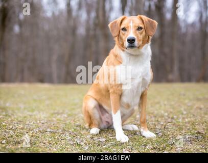 Ein rot-weißer gemischter Hund vom Australian Shepherd, der im Freien sitzt Stockfoto