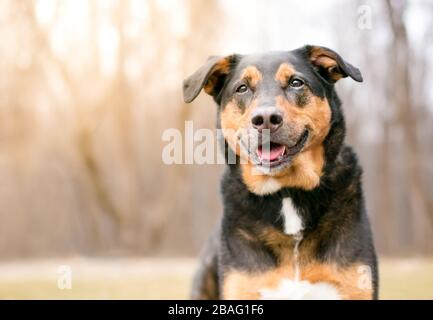 Ein dreifarbiger gemischter Rassehund mit einem glücklichen Ausdruck, der im Freien sitzt Stockfoto