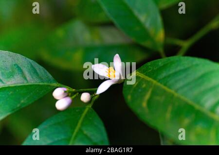 Zitrusbaum mit Blumen. Zitronenbaum. Zitrublüten. Stockfoto