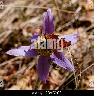 Nahaufnahme von Schmetterlingen, die an der purpurfarbenen Blüte bestäuben Stockfoto