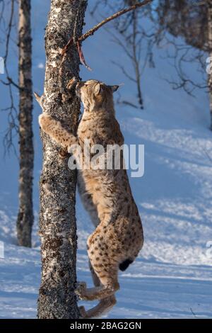 Ein eurasischer Luchs (Lynx Lynx) ist im Schnee und klettert an einem Wildpark in Nordnorwegen an einen Baum. Stockfoto