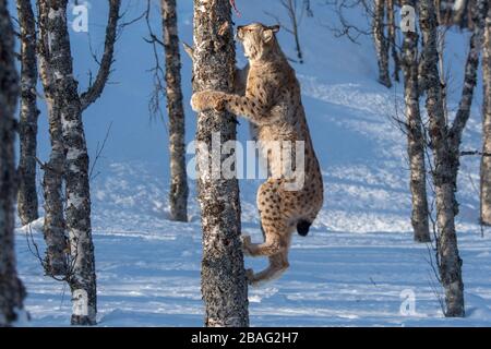 Ein eurasischer Luchs (Lynx Lynx) ist im Schnee und klettert an einem Wildpark in Nordnorwegen an einen Baum. Stockfoto