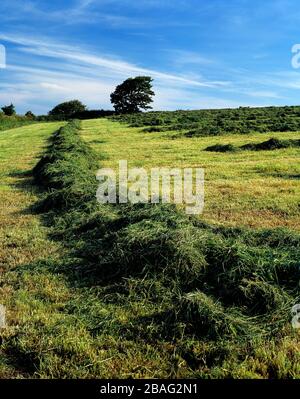 Guernsey. Ländliches Land. Vor kurzem Heu schneiden. Stockfoto