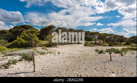 Dünen in einem kleinen Kiefernwald am Strand in Sardinien, Italien Stockfoto