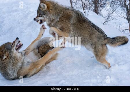 Graue Wölfe (Canis lupus) im Schnee kämpfen miteinander in einem Wildpark in Nordnorwegen. Stockfoto