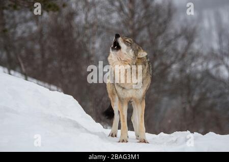 Ein Grauer Wolf (Canis lupus) heult im Schnee in einem Wildpark in Nordnorwegen. Stockfoto