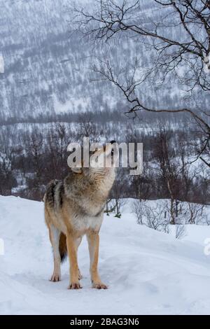 Ein Grauer Wolf (Canis lupus) heult im Schnee in einem Wildpark in Nordnorwegen. Stockfoto