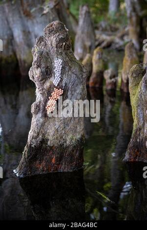 Apfelschneckeneier auf einem Zypressenknie. Entlang des Rainbow River in Dunnellon, Florida. Marion County, Florida. Eine malerische Quelle speiste Fluss und beliebte Reise des Stockfoto