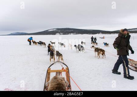 Hundeschlittenfahrt auf dem gefrorenen Fluss Torne in der Nähe des Icehotels in Jukkasjarvi bei Kiruna im schwedischen Lappland, Nordschweden. Stockfoto