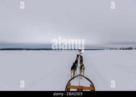 Hundeschlittenfahrt auf dem gefrorenen Fluss Torne in der Nähe des Icehotels in Jukkasjarvi bei Kiruna im schwedischen Lappland, Nordschweden. Stockfoto