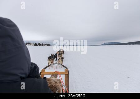 Hundeschlittenfahrt auf dem gefrorenen Fluss Torne in der Nähe des Icehotels in Jukkasjarvi bei Kiruna im schwedischen Lappland, Nordschweden. Stockfoto