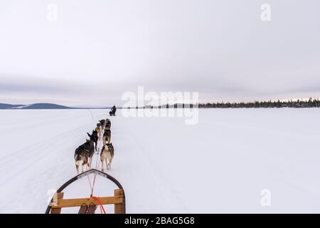 Hundeschlittenfahrt auf dem gefrorenen Fluss Torne in der Nähe des Icehotels in Jukkasjarvi bei Kiruna im schwedischen Lappland, Nordschweden. Stockfoto