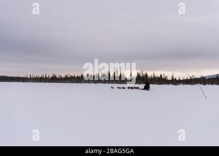 Hundeschlittenfahrt auf dem gefrorenen Fluss Torne in der Nähe des Icehotels in Jukkasjarvi bei Kiruna im schwedischen Lappland, Nordschweden. Stockfoto