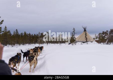 Hundeschlittenfahrt auf dem gefrorenen Fluss Torne in der Nähe des Icehotels in Jukkasjarvi bei Kiruna im schwedischen Lappland, Nordschweden. Stockfoto