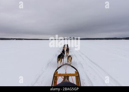 Hundeschlittenfahrt auf dem gefrorenen Fluss Torne in der Nähe des Icehotels in Jukkasjarvi bei Kiruna im schwedischen Lappland, Nordschweden. Stockfoto