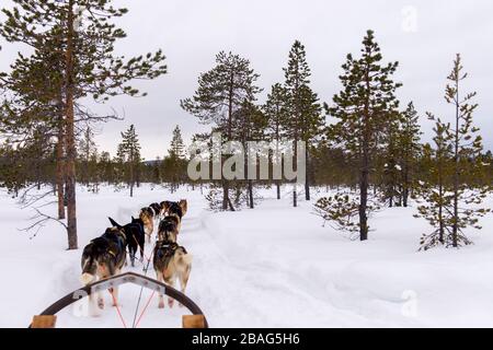 Hundeschlittenfahrt auf dem gefrorenen Fluss Torne in der Nähe des Icehotels in Jukkasjarvi bei Kiruna im schwedischen Lappland, Nordschweden. Stockfoto