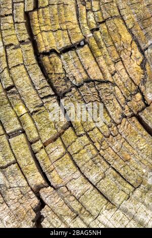 Hochformat mit verwitterten Holzdetails Stockfoto