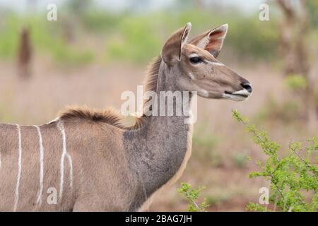 Greater Kudu (Tragelaphus strepsiceros), Erwachsene weibliche Nahaufnahme, Mpumalanga, Südafrika Stockfoto