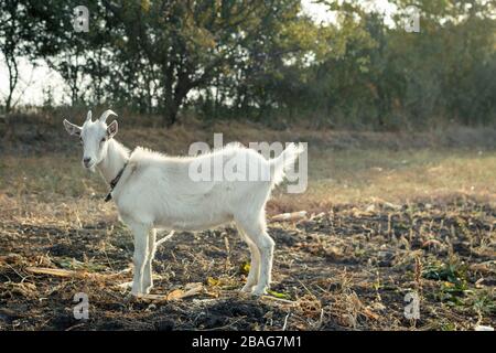 Weiße Ziege, die auf dem Feld gegen Bäume bleibt Stockfoto