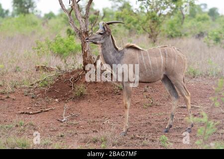 Greater Kudu (Tragelaphus strepsiceros), junger Mann, der in der Savanne, Mpumalanga, Südafrika, steht Stockfoto