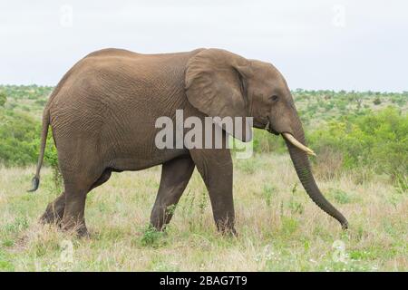 Afrikanischer Bush Elephant (Loxodonta africana), Seitenansicht eines Erwachsenen, der sich auf Gras ernährt, Mpumalanga, Südafrika Stockfoto