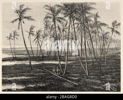 Panoramablick auf Palmen an der Küste der Insel Hawaii. Hawaii, Vereinigte Staaten. Reise zu den hawaiischen Inseln im Jahr 1855 durch Charles de Varigny Stockfoto