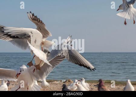 Möwen und Tauben an der Meeresküste am Strand an einem sonnigen Frühlingstag. Stockfoto