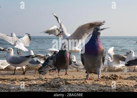 Möwen und Tauben an der Meeresküste am Strand an einem sonnigen Frühlingstag. Stockfoto