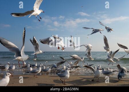 Möwen und Tauben an der Meeresküste am Strand an einem sonnigen Frühlingstag. Stockfoto