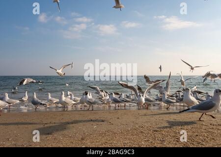 Möwen und Tauben an der Meeresküste am Strand an einem sonnigen Frühlingstag. Stockfoto