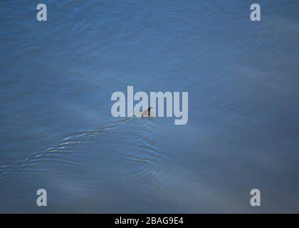 Anas Chlorotis schwimmend diagonal und hinterlässt eine Spur im Flusswasser Stockfoto