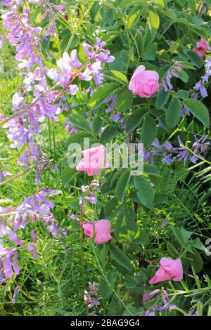 Natürliche Blumenzusammensetzung mit hoher Purpurblüte und rosafarbenem Rosehip. Wilde Rosenblüten und violette Pflanzen auf einem sonnigen Rasen. Rosafarbene Blumen im Garten Stockfoto